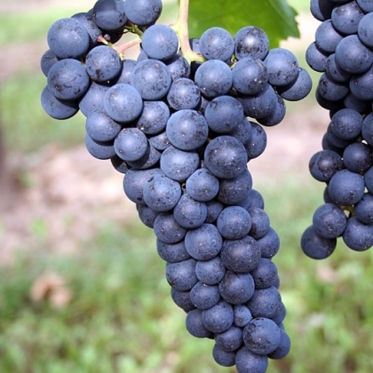 Portugieser - Rebschule Freytag